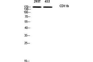 Western Blot (WB) analysis of 293T 453 using CD11b antibody. (CD11b Antikörper)