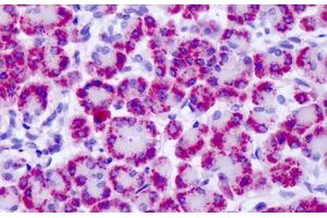Anti-MGLUR4 antibody IHC staining of human pancreas. (Metabotropic Glutamate Receptor 4 Antikörper  (C-Term))
