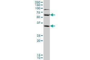 SLC36A2 monoclonal antibody (M04), clone 2H3. (SLC36A2 Antikörper  (AA 1-71))