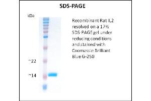 SDS-PAGE (SDS) image for Interleukin 2 (IL2) (Active) protein (ABIN5509807) (IL-2 Protein)