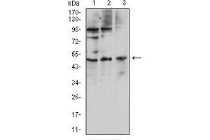 Western Blotting (WB) image for anti-Interleukin 7 Receptor (IL7R) (AA 21-239) antibody (ABIN7193312)