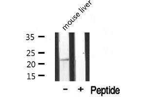 Western blot analysis of extracts from mouse liver, using MRPL20 antibody.