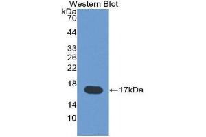 Western Blotting (WB) image for anti-Leptin (LEP) (AA 22-167) antibody (ABIN1859647) (Leptin Antikörper  (AA 22-167))