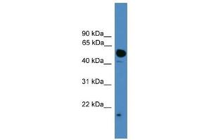 UBL4A antibody used at 0. (UBL4A Antikörper  (C-Term))