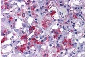 Human Adrenal: Formalin-Fixed, Paraffin-Embedded (FFPE) (EFCAB4B Antikörper  (C-Term))