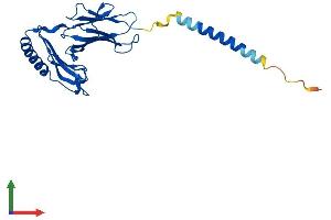 Protein Structure (PS) image for Histone Cluster 1, H2aa (HIST1H2AA) (AA 1-233) protein (His tag) (ABIN7562873)