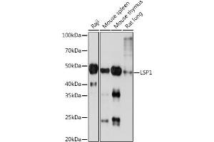 Western blot analysis of extracts of various cell lines, using LSP1 Rabbit mAb (ABIN7268319) at 1:1000 dilution. (LSP1 Antikörper)