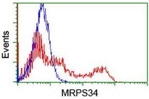 Image no. 1 for anti-Mitochondrial Ribosomal Protein S34 (MRPS34) antibody (ABIN1499563) (MRPS34 Antikörper)