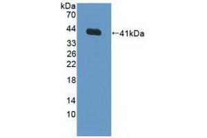 Western blot analysis of recombinant Human FNTa. (FNTA Antikörper  (AA 51-366))