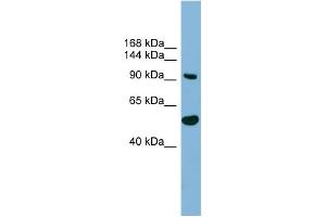 WB Suggested Anti-MAP7D1 Antibody Titration: 0. (MAP7D1 Antikörper  (N-Term))