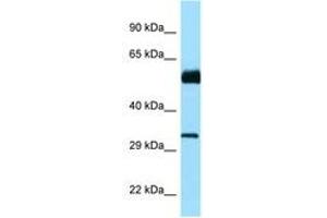 Image no. 1 for anti-Cell Division Cycle 20B (CDC20B) (AA 139-188) antibody (ABIN6748239) (CDC20B Antikörper  (AA 139-188))