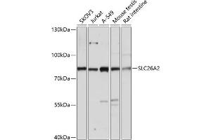 Western blot analysis of extracts of various cell lines, using SLC26 antibody (ABIN7270440) at 1:3000 dilution. (SLC26A2 Antikörper  (AA 1-111))