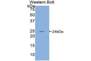 Western Blotting (WB) image for anti-Apolipoprotein F (APOF) (AA 122-307) antibody (ABIN1858061)