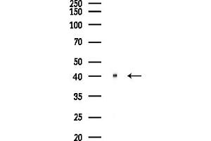 anti-Synaptotagmin V (SYT5) (Internal Region) antibody