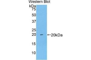 Western Blotting (WB) image for anti-Brain-Derived Neurotrophic Factor (BDNF) (AA 25-192) antibody (ABIN1858131) (BDNF Antikörper  (AA 25-192))