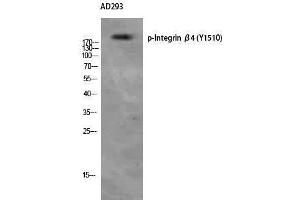 Western Blotting (WB) image for anti-Integrin beta 4 (ITGB4) (pTyr1510) antibody (ABIN3173288) (Integrin beta 4 Antikörper  (pTyr1510))
