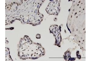 Immunoperoxidase of monoclonal antibody to SUMO2 on formalin-fixed paraffin-embedded human placenta. (SUMO2 Antikörper  (AA 1-95))