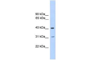 WB Suggested Anti-PHOSPHO2 Antibody Titration:  0. (PHOSPHO2 Antikörper  (N-Term))