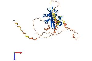 NAA30 Protein (AA 1-362) (His tag)