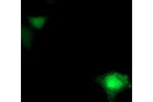 Anti-FDFT1 mouse monoclonal antibody (ABIN2454982) immunofluorescent staining of COS7 cells transiently transfected by pCMV6-ENTRY FDFT1 (RC201392). (FDFT1 Antikörper)
