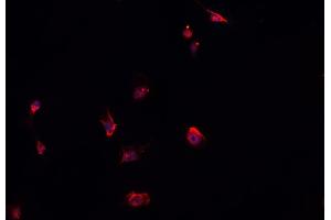 ABIN6278456 staining HepG2? (ELMO1 Antikörper)