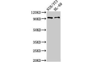 Western Blot Positive WB detected in: NIH/3T3 whole cell lysate, HL60 whole cell lysate All lanes: IL17RA antibody at 3. (IL17RA Antikörper  (AA 552-743))