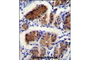 LUC7L Antibody immunohistochemistry analysis in formalin fixed and paraffin embedded human stomach tissue followed by peroxidase conjugation of the secondary antibody and DAB staining. (LUC7L Antikörper  (AA 219-246))