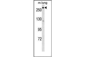 Western blot analysis of LRP5 Antibody (C-term) in mouse lung tissue lysates (35ug/lane). (LRP5 Antikörper  (C-Term))