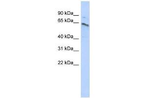 ZNF468 antibody used at 0.