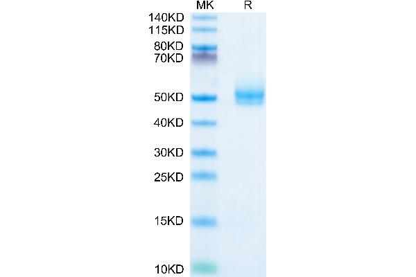 TGFBR1 Protein (mFc-Avi Tag)