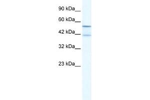 WB Suggested Anti-KCNK10 Antibody Titration:  2.