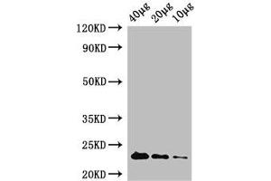 Western Blot Positive WB detected in: Rosseta bacteria lysate at 40 μg, 20 μg, 10 μg All lanes: rpiA antibody at 1 μg/mL Secondary Goat polyclonal to rabbit IgG at 1/50000 dilution Predicted band size: 23 kDa Observed band size: 23 kDa (Ribose 5-Phosphate Isomerase A (RPIA) (AA 1-219) Antikörper (Biotin))