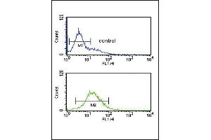 GZ Antibody (Center) (ABIN390763 and ABIN2841021) flow cytometric analysis of K562 cells (bottom histogram) compared to a negative control cell (top histogram). (GZMM Antikörper  (AA 84-113))