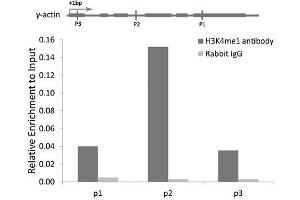 Chromatin immunoprecipitation analysis of γ-actin gene from 293 cell line, using MonoMethyl-Histone H3-K4 antibody and rabbit IgG. (Histone 3 Antikörper  (H3K4me))