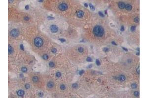 IHC-P analysis of Simian Liver Tissue, with DAB staining. (CCL5 Antikörper  (AA 24-91))