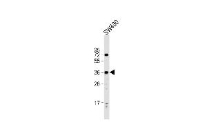 Anti-PRSS23 Antibody (Center) at 1:2000 dilution + S whole cell lysate Lysates/proteins at 20 μg per lane.