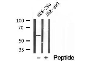 Western blot analysis of extracts of HEK-293 cells, using PPAT antibody.