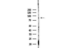 Western blot analysis of lysates from Mouse testis, using Rsk-4 Antibody at 1/1000 dilution.