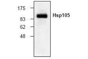Image no. 1 for anti-Heat Shock 105kDa/110kDa Protein 1 (HSPH1) (N-Term) antibody (ABIN155123) (HSPH1 Antikörper  (N-Term))