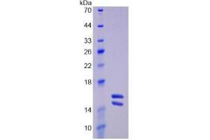SDS-PAGE analysis of Human Interleukin 23 Protein. (IL23 Protein)