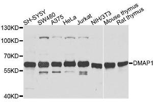 DMAP1 Antikörper  (AA 1-305)
