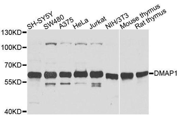 DMAP1 Antikörper  (AA 1-305)