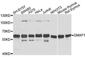 Western blot analysis of extracts of various cell lines, using DMAP1 antibody. (DMAP1 Antikörper  (AA 1-305))