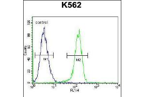 Flow cytometric analysis of K562 cells (right histogram) compared to a negative control cell (left histogram). (Myosin XIX Antikörper  (AA 554-582))