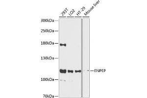Western blot analysis of extracts of various cell lines, using ENPEP antibody  at 1:3000 dilution. (ENPEP Antikörper  (AA 850-950))