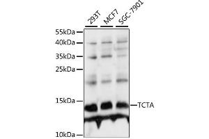 Western blot analysis of extracts of various cell lines, using TCTA antibody.