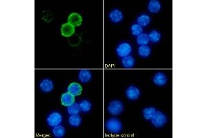 Immunofluorescence staining of mouse splenocytes using anti-MHC II antibody P7/7.
