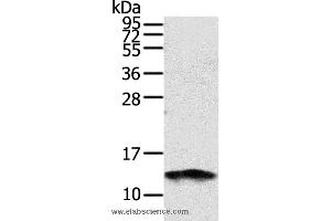 Western blot analysis of PC3 cell, using S100A11 Polyclonal Antibody at dilution of 1:1000 (S100A11 Antikörper)