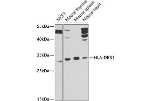 Western blot analysis of extracts of various cell lines, using HLA-DRB1 antibody (ABIN6131759, ABIN6141831, ABIN6141832 and ABIN6223610) at 1:1000 dilution. (HLA-DRB1 Antikörper  (AA 30-230))