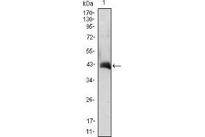 Western blot analysis using CSF2 mAb against CSF2(AA: 18-144)-hIgGFc transfected HEK293 cell lysate.